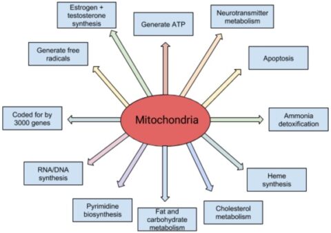 What Is Mitochondrial Dysfunction Tempo Bioscience