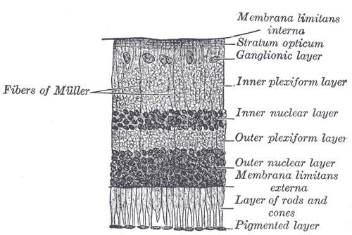 Figure 2: The retinal pigment epithelium (pigmented layer) in an illustrated section of a retina.