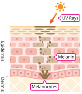 An illustration of melanocytes and their functions.