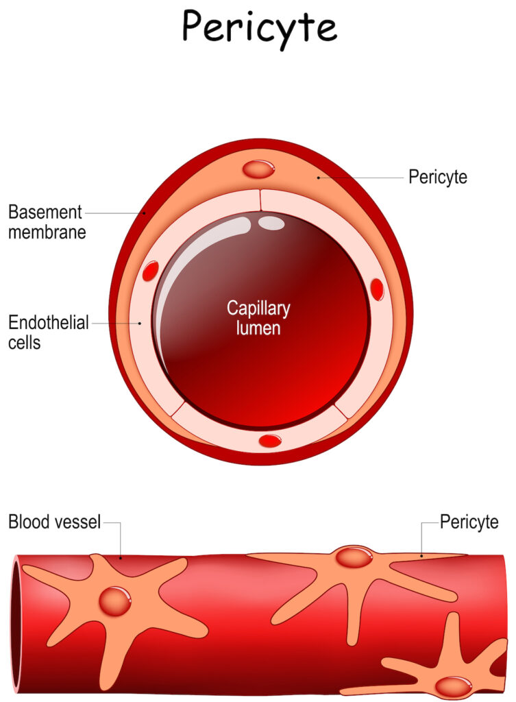 An illustration of Pericytes wrapping around a blood vessel and endothelial cells.