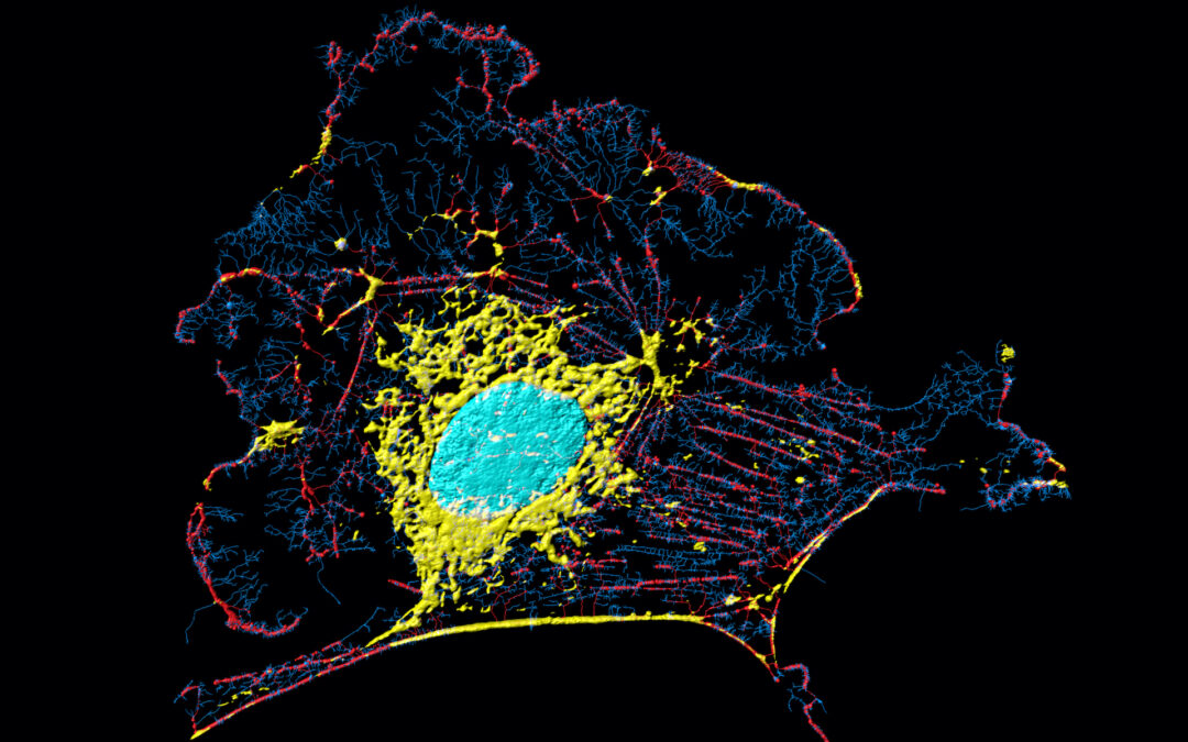 The Forgotten Process – Trogocytosis!