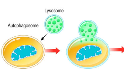 Your cells’ midnight snack: what is autophagy?