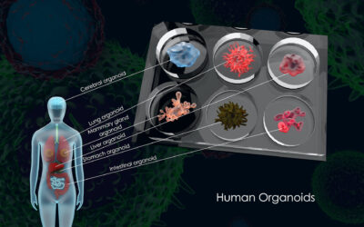Providing the Right Cues for Organoid Development