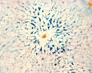 Kupffer cells are macrophages of the liver. 